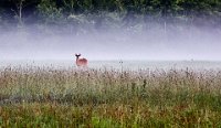 139 - BUCK IN THE MIST - MANDRA RAY - united states <div